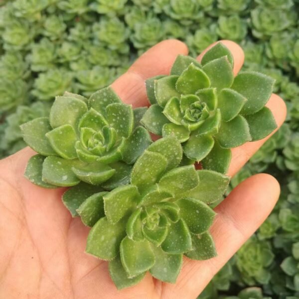 155. xSedeveria ‘Letizia’