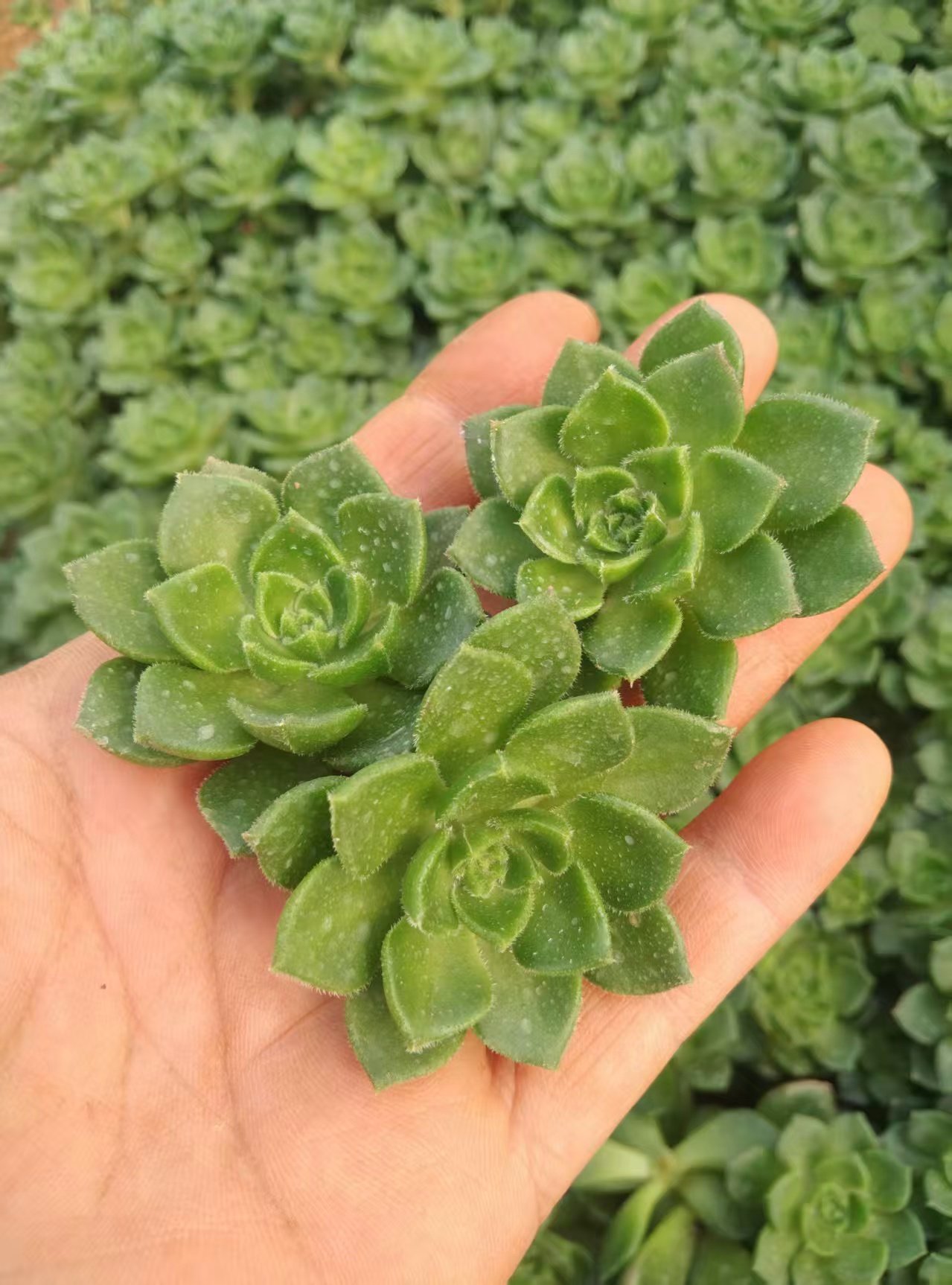 xSedeveria 'Letizia'