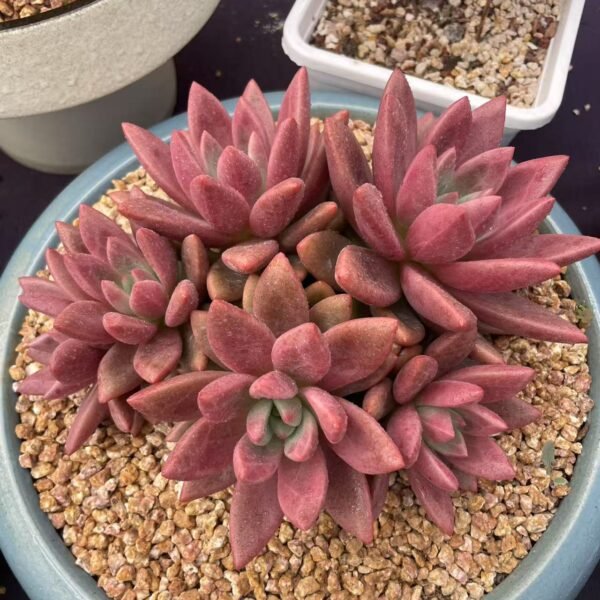 074. Conophytum notatum