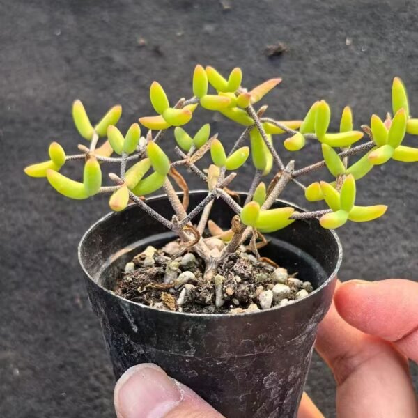 015. Echeveria ‘Banana’