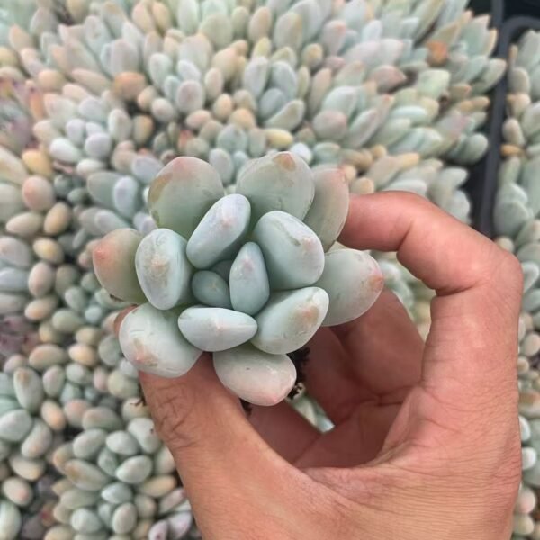127. Pachyveria ‘Elaine Reinelt’