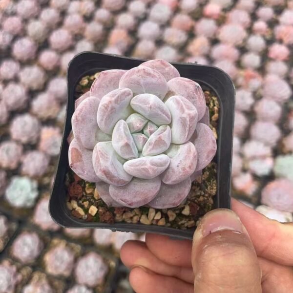 121. Echeveria Monroe