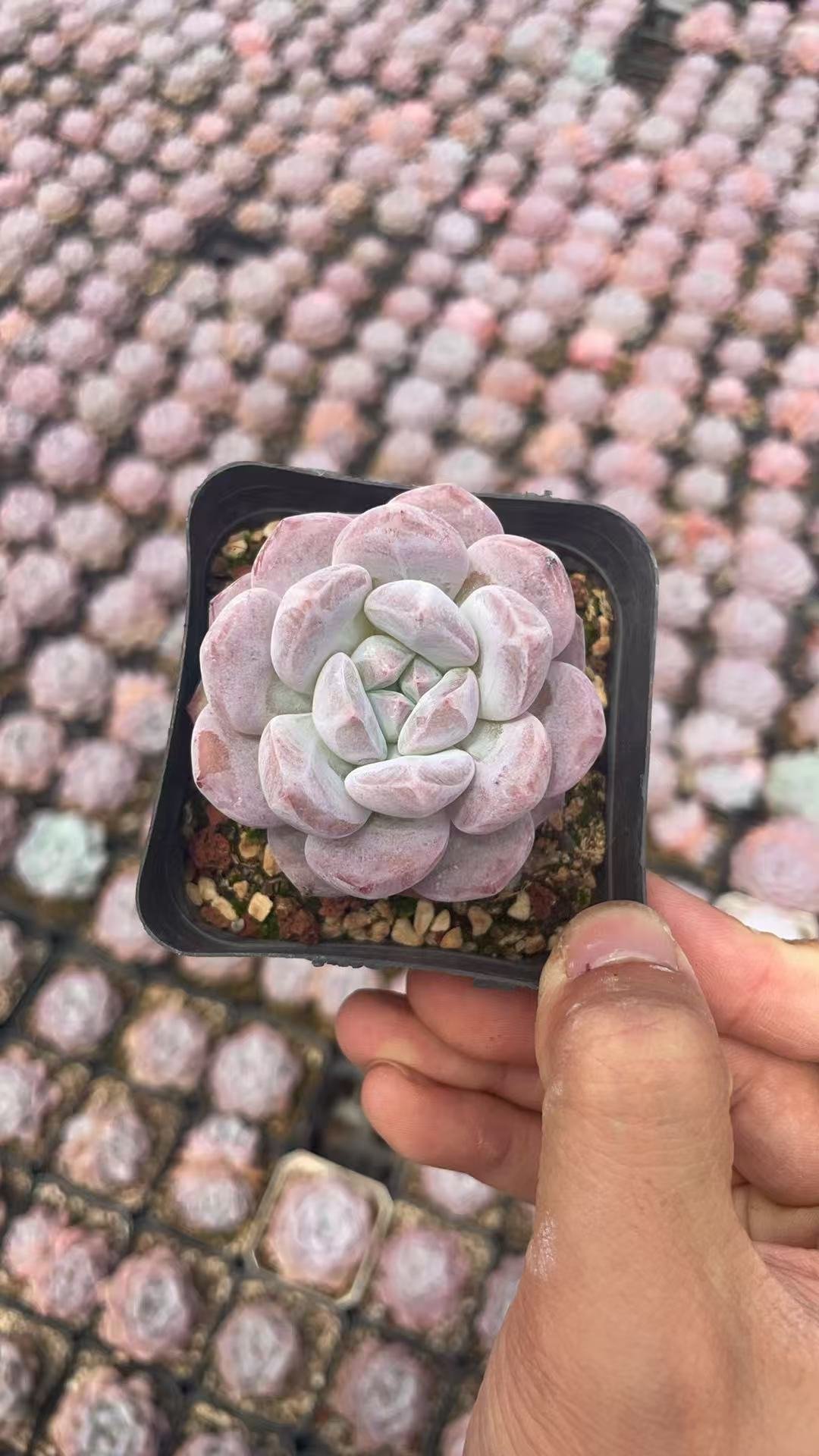 Echeveria Monroe