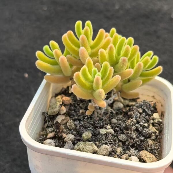 033. Echeveria ‘Orange Leaf’