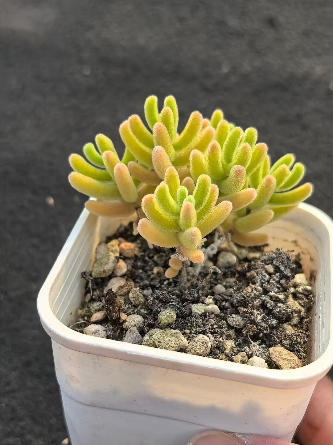 Echeveria 'Orange Leaf'