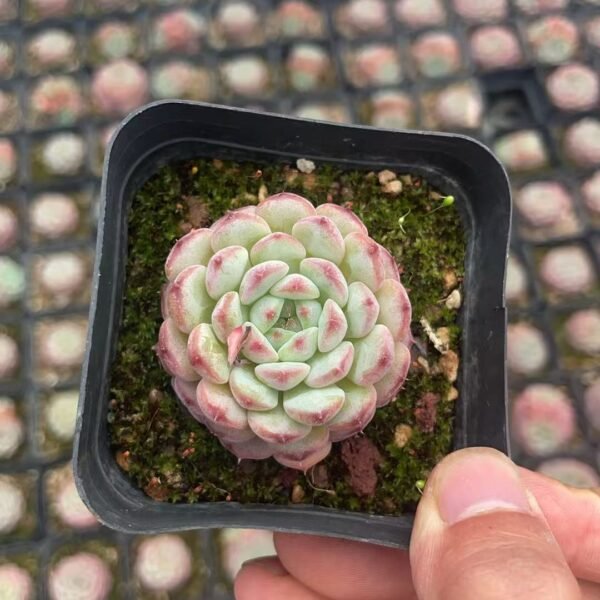 028. Echeveria ‘Phoenix Monroe’