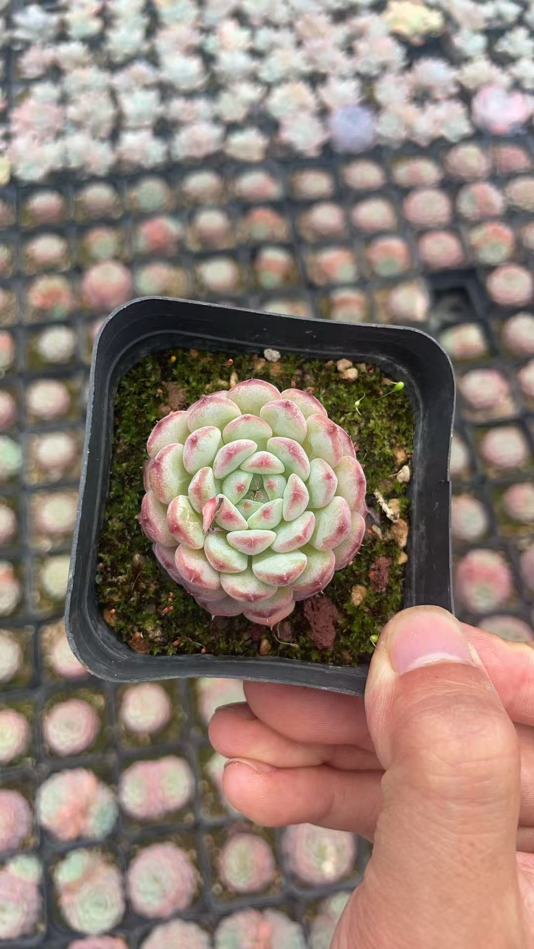 Echeveria 'Phoenix Monroe'