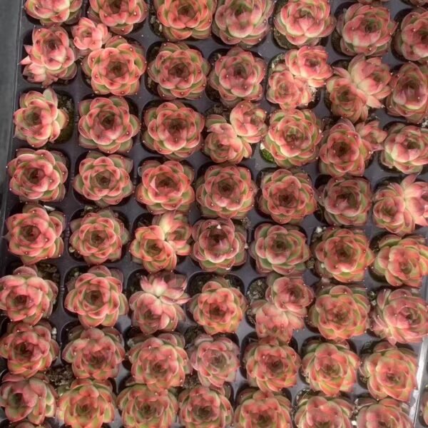 049. Echeveria ‘Moon Stone’