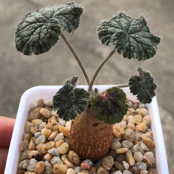 008. Pelargonium barklyi