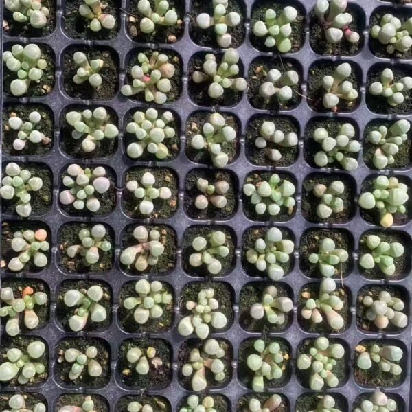 068. Fenestraria rhopalophylla