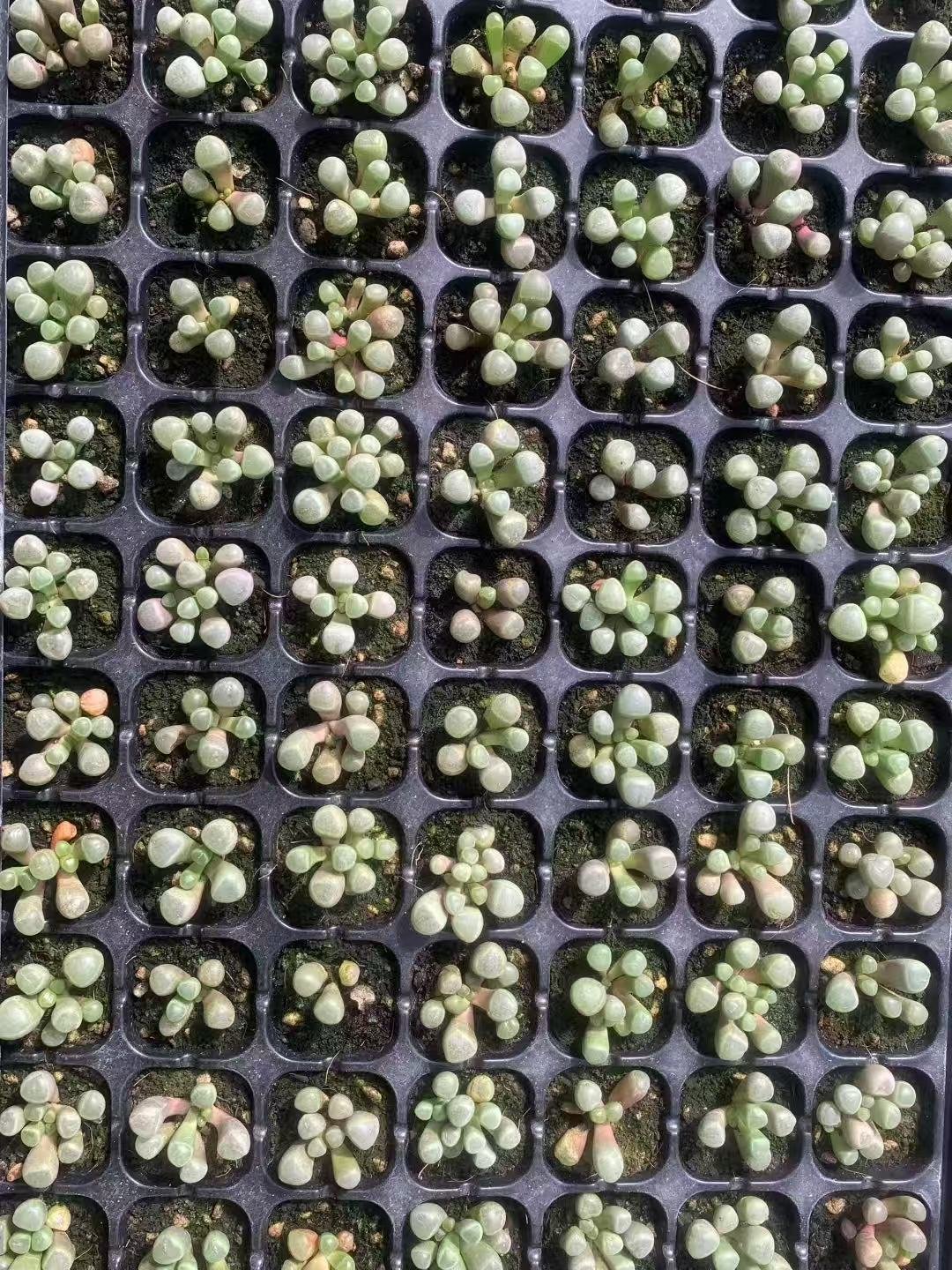 Fenestraria rhopalophylla