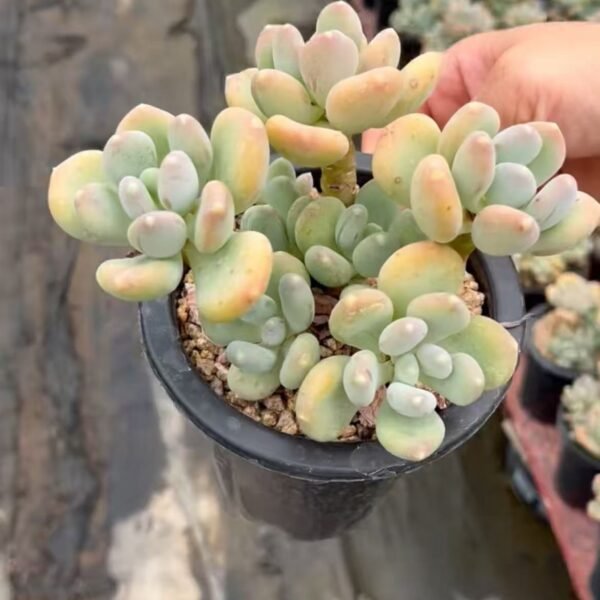 094. Pachyphytum ‘Doctor Cornelius’