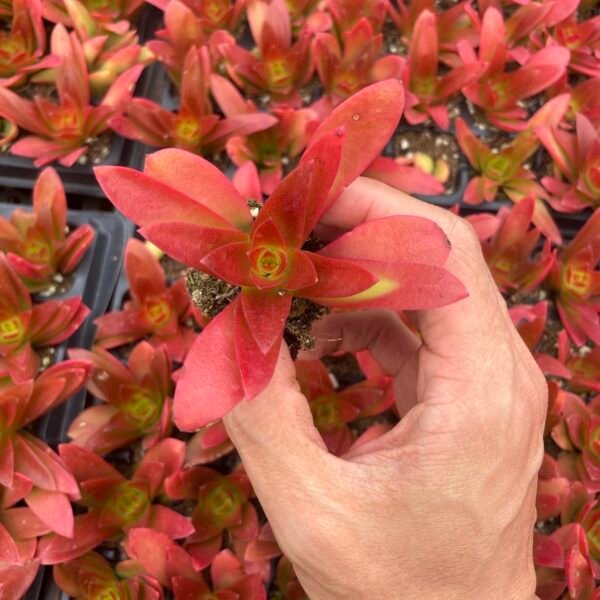 002. Crassula capitella ‘Campfire’