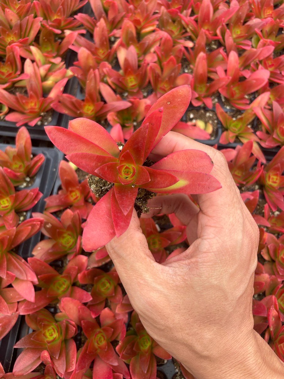 Crassula capitella 'Campfire'