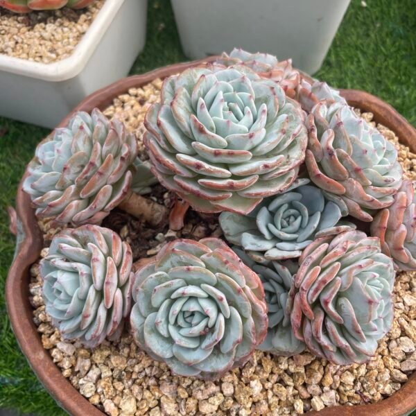 080. Echeveria ‘Mont Blanc’