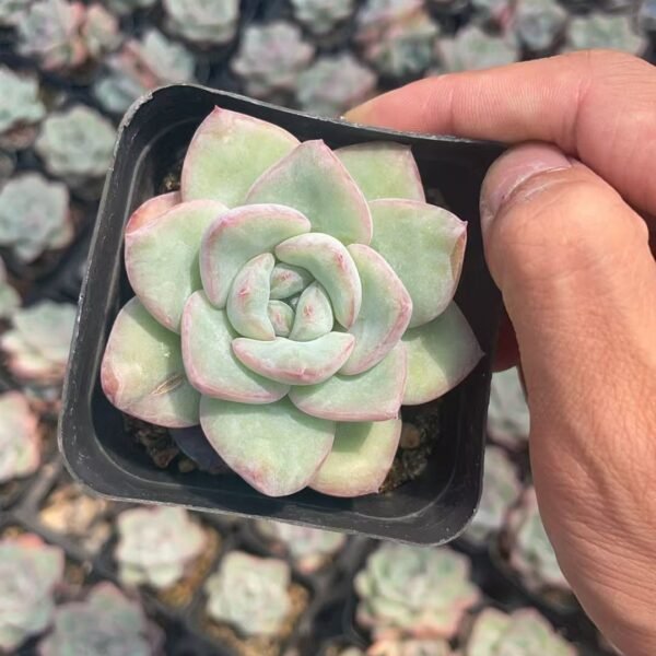 164. Echeveria ‘Choux Cream’