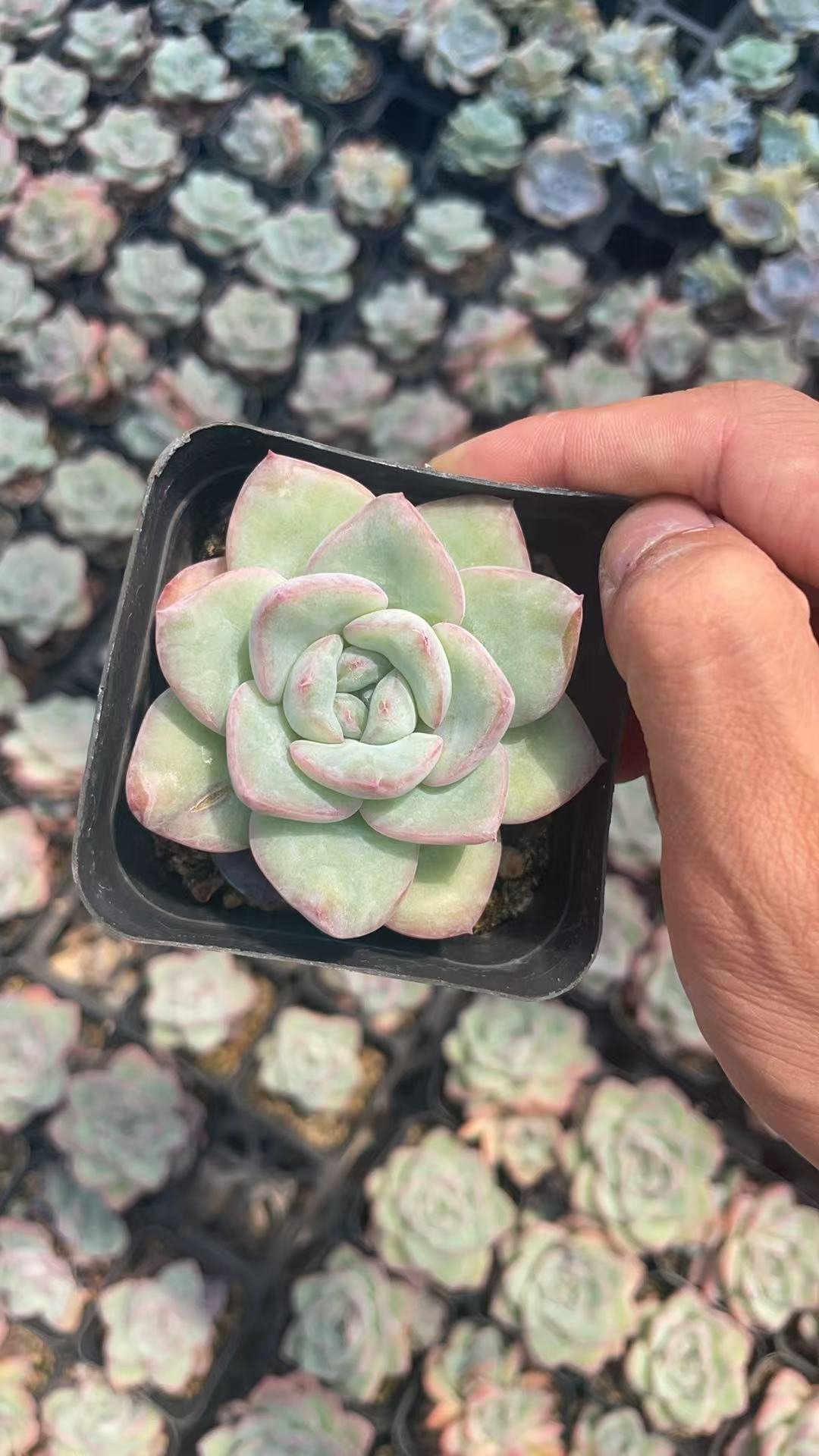 Echeveria 'Choux Cream'