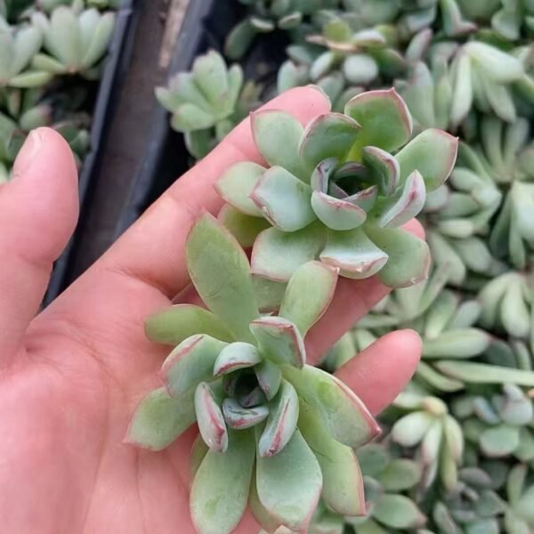 154. Echeveria ‘Lotus’