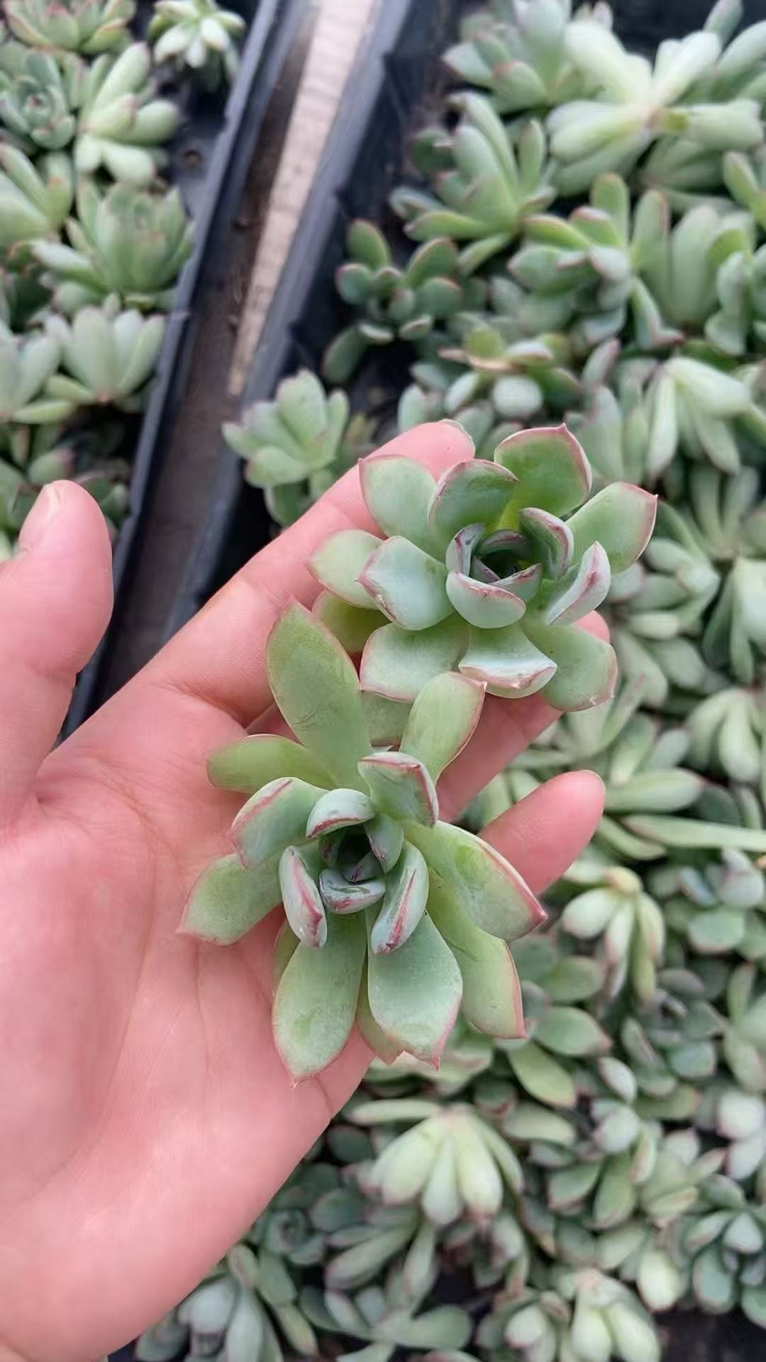 18e636d8fd0c58693781e64f1d70913