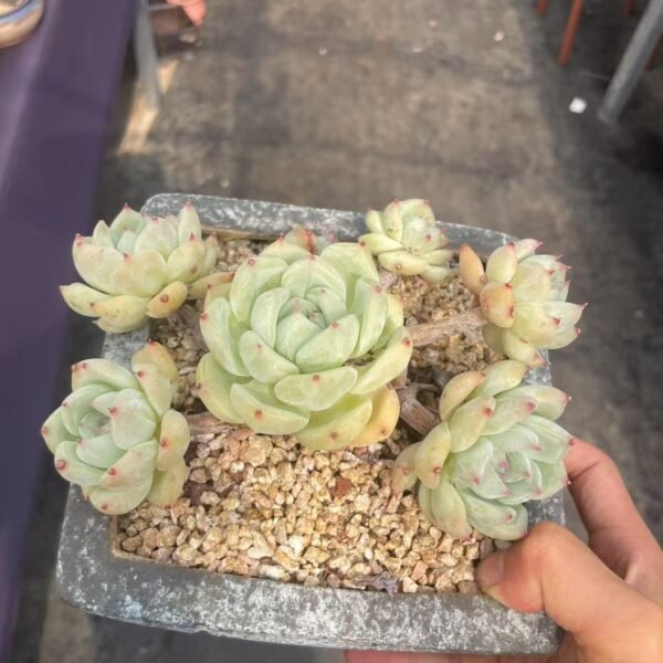 126. Echeveria ‘Latam’