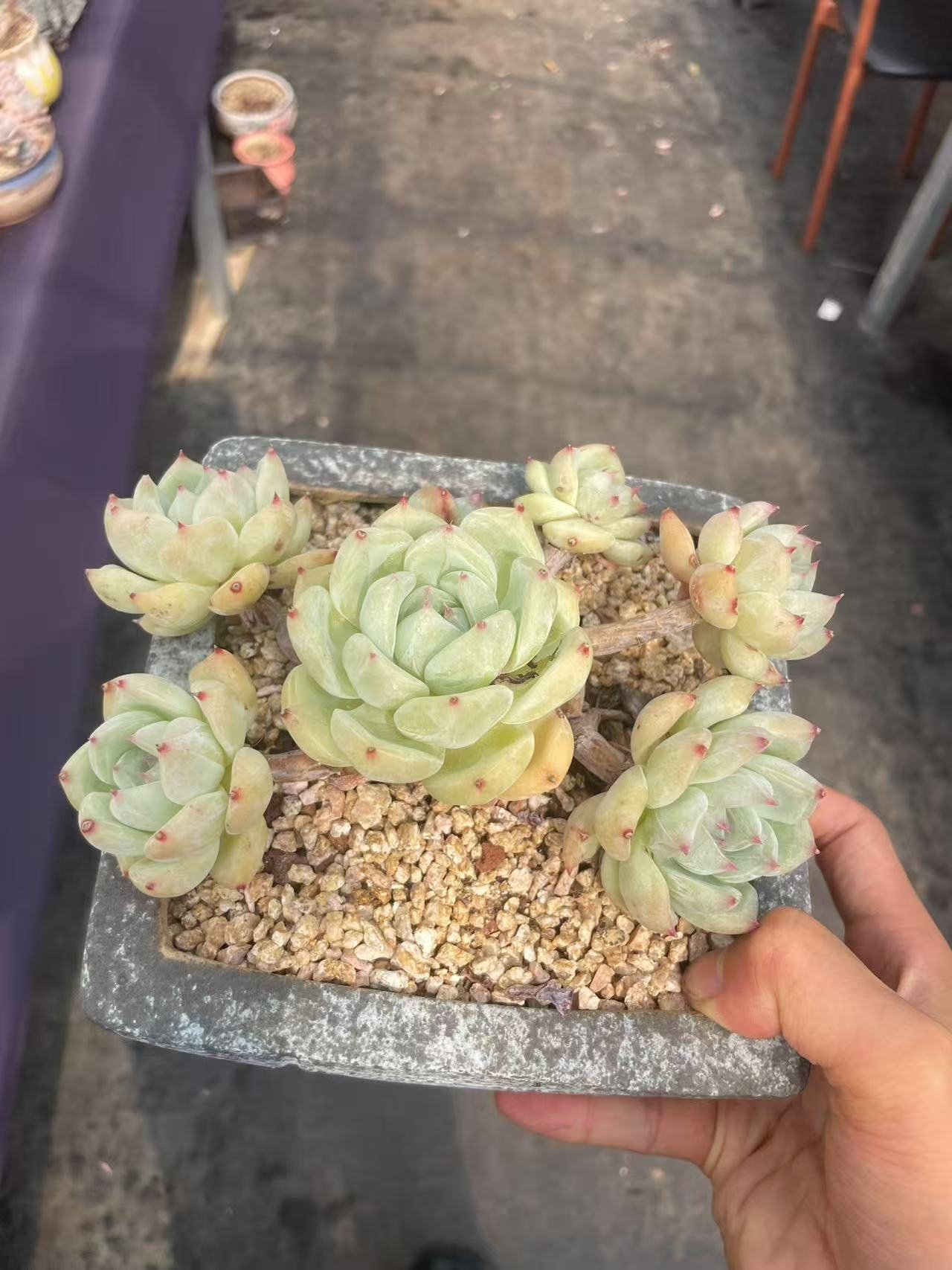 Echeveria 'Latam'