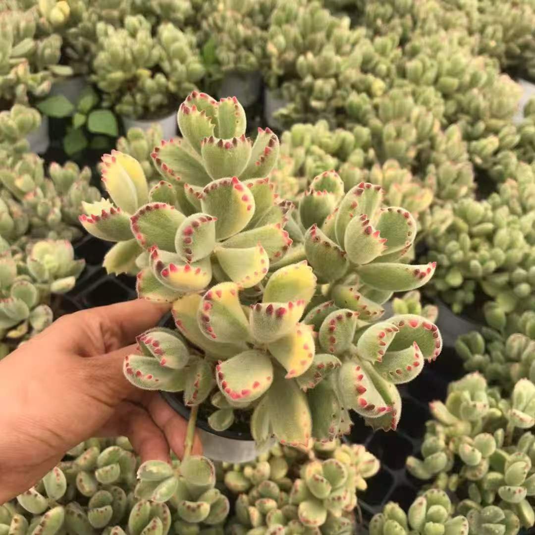 Cotyledon tomentosa