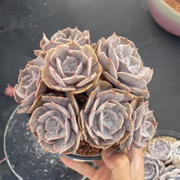164. Echeveria ‘Pollux’