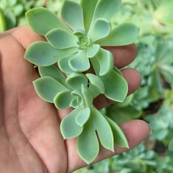 011. Echeveria ‘Pansy’