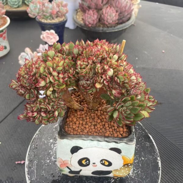 101. 莲花石莲花