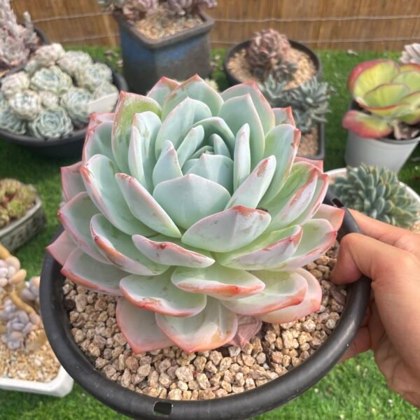 Echeveria ‘Phoenix Monroe’