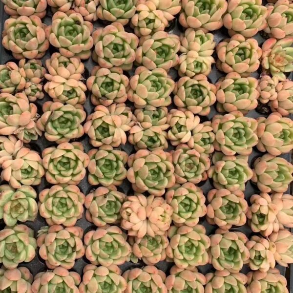 056. Sempervivum tectorum