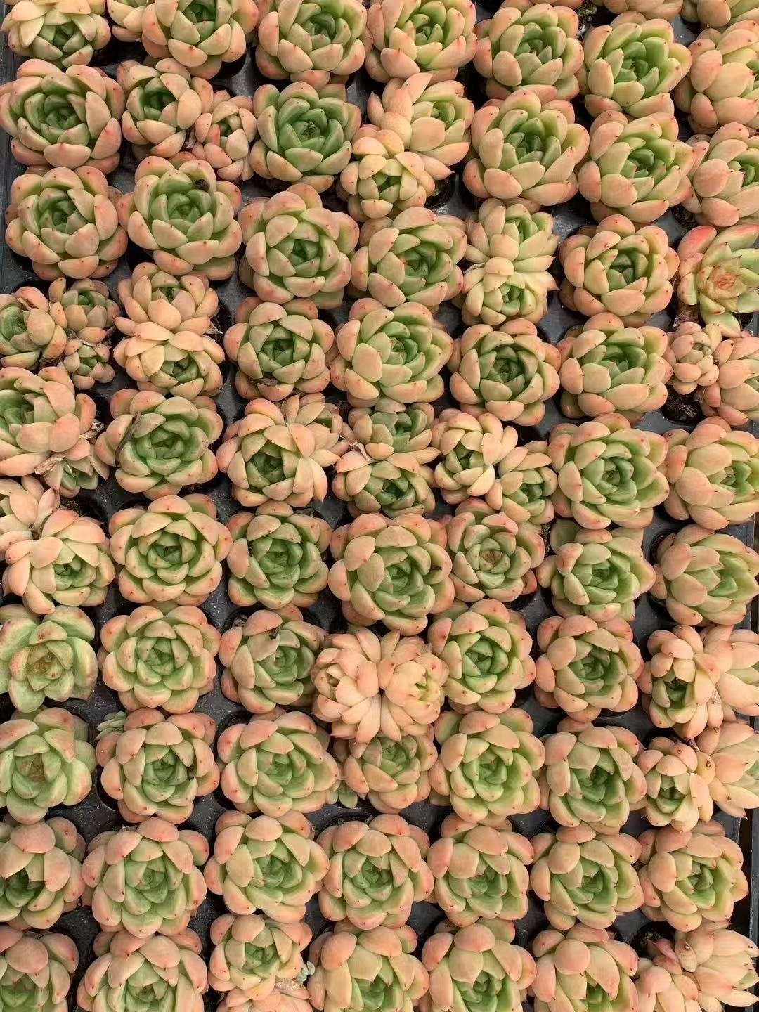 Sempervivum tectorum