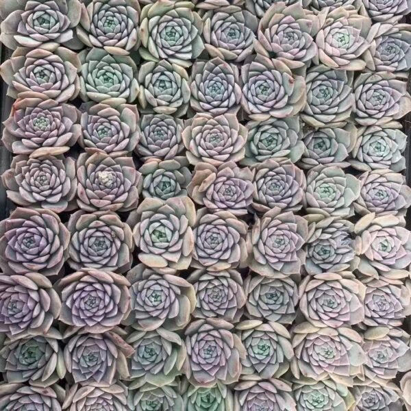 181. Echeveria ‘Amazing Grace’