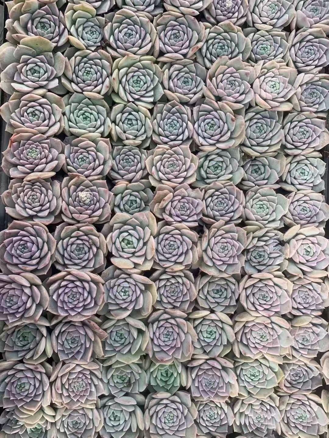 Echeveria 'Amazing Grace'