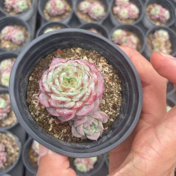 Echeveria ‘Velour’