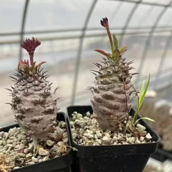 006. Euphorbia pachypodioides