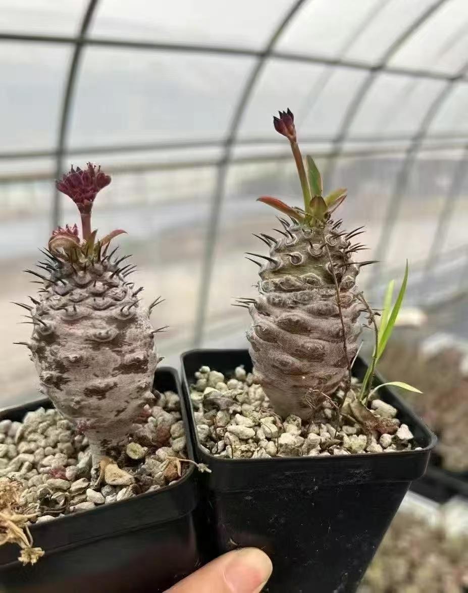 Euphorbia pachypodioides