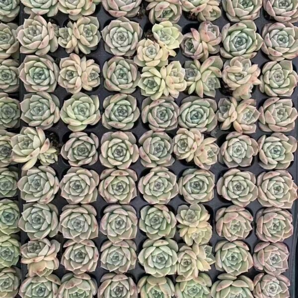 187. Echeveria ‘Pure Love’