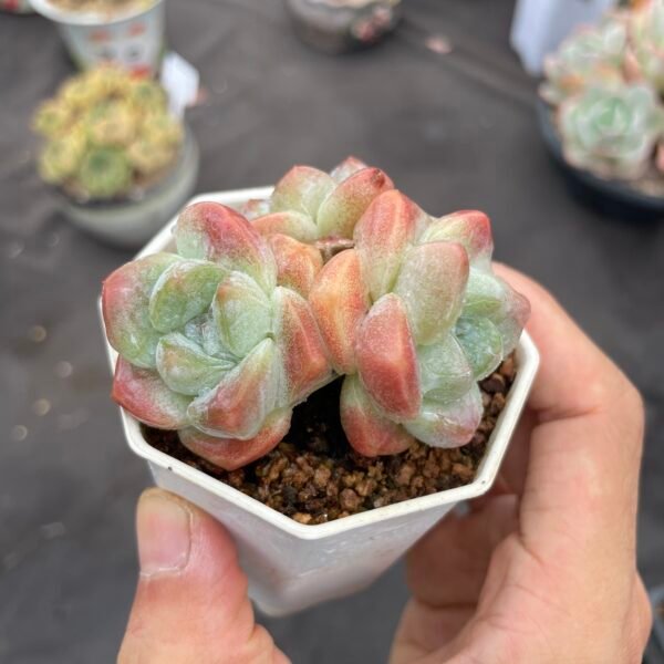 Echeveria ‘Ice green’