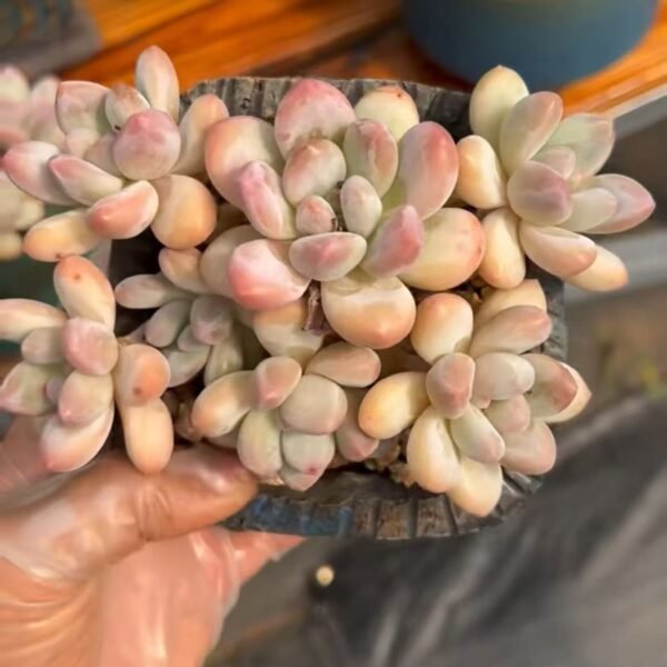 Pachyphtum cv Frevel