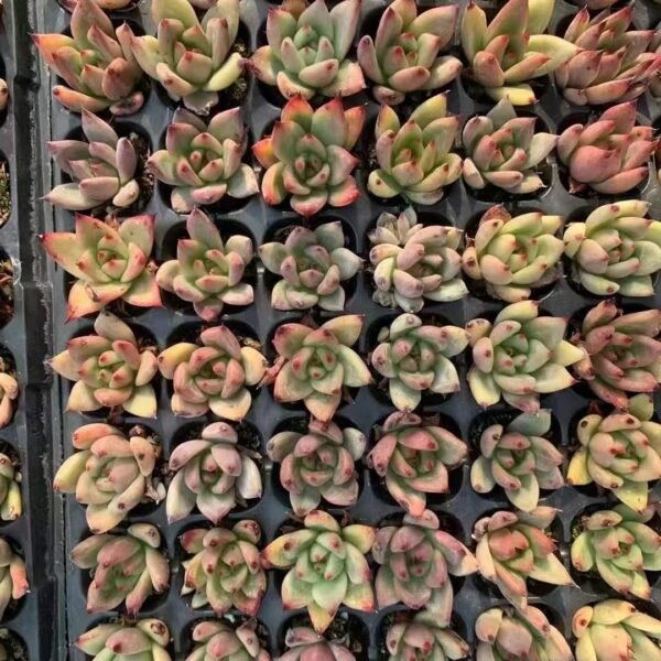 205. Echeveria ‘Honey Pink’