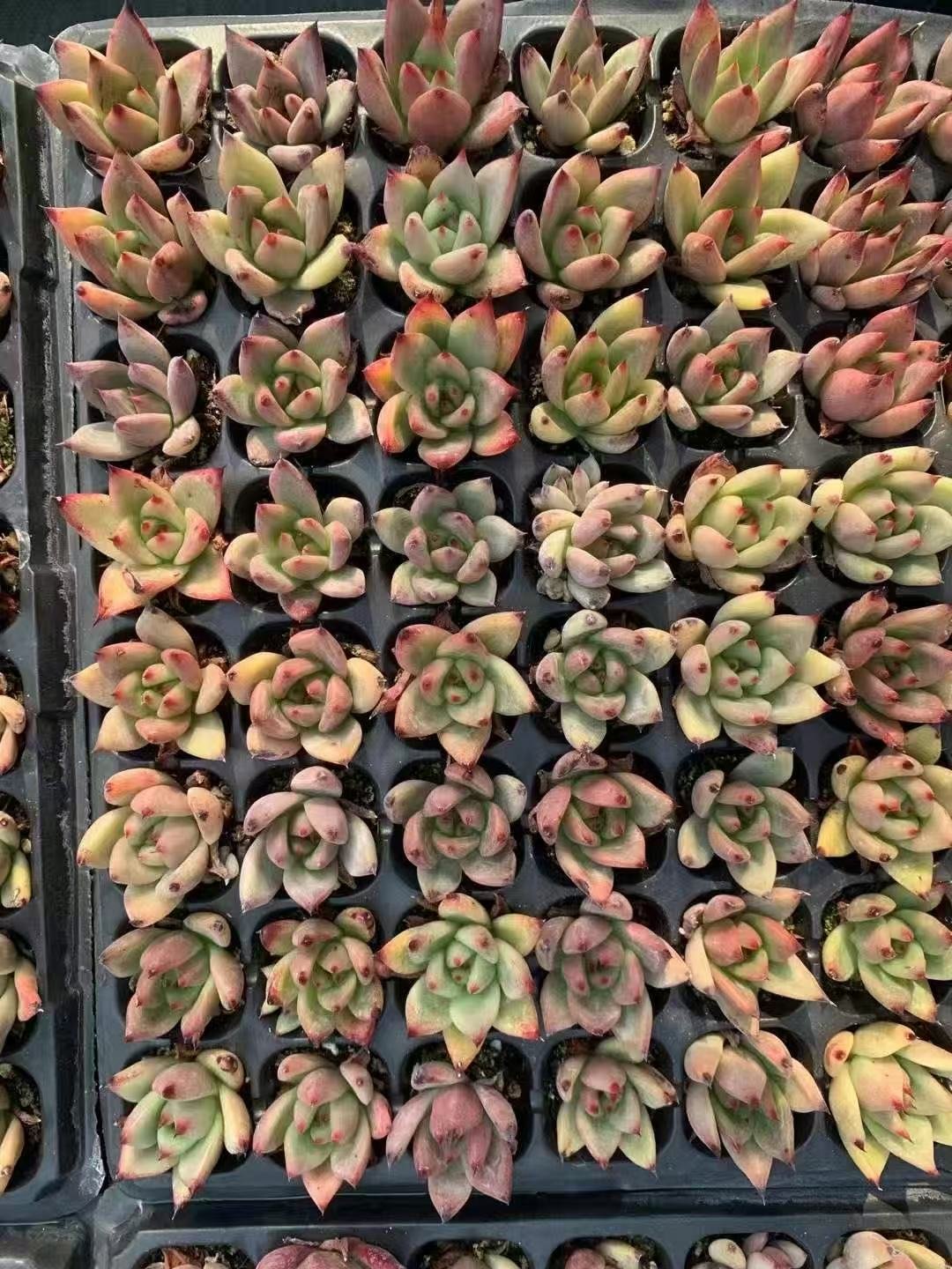 Echeveria 'Honey Pink'