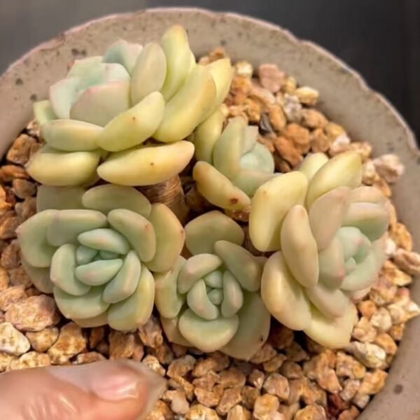 Echeveria ‘Qianshanxue’