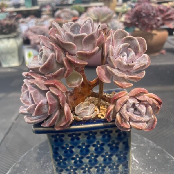 101. Echeveria ‘Tynie Burger’