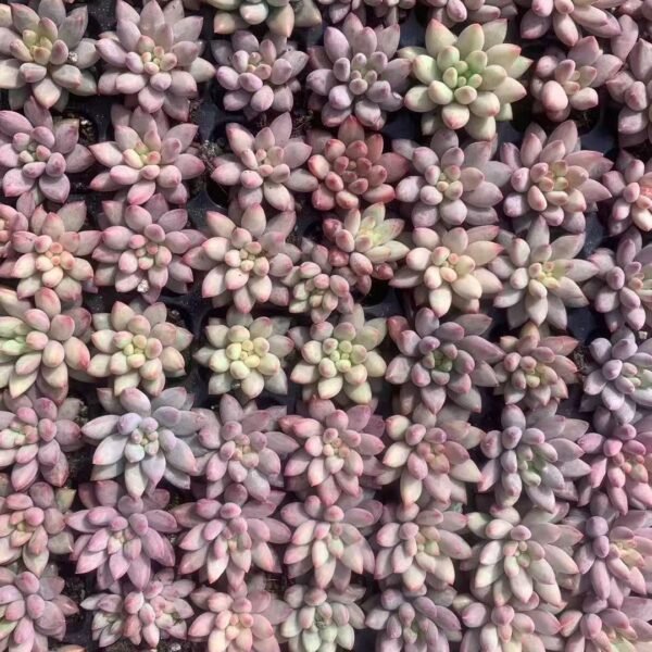 075. Echeveria Goldfish Hime