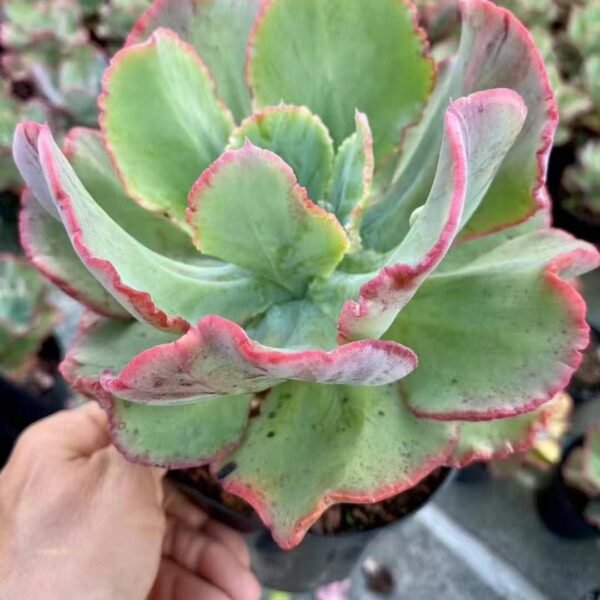 013. Echeveria ‘Meridian’
