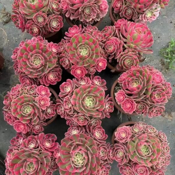 015. Aeonium ‘Pink Witch’