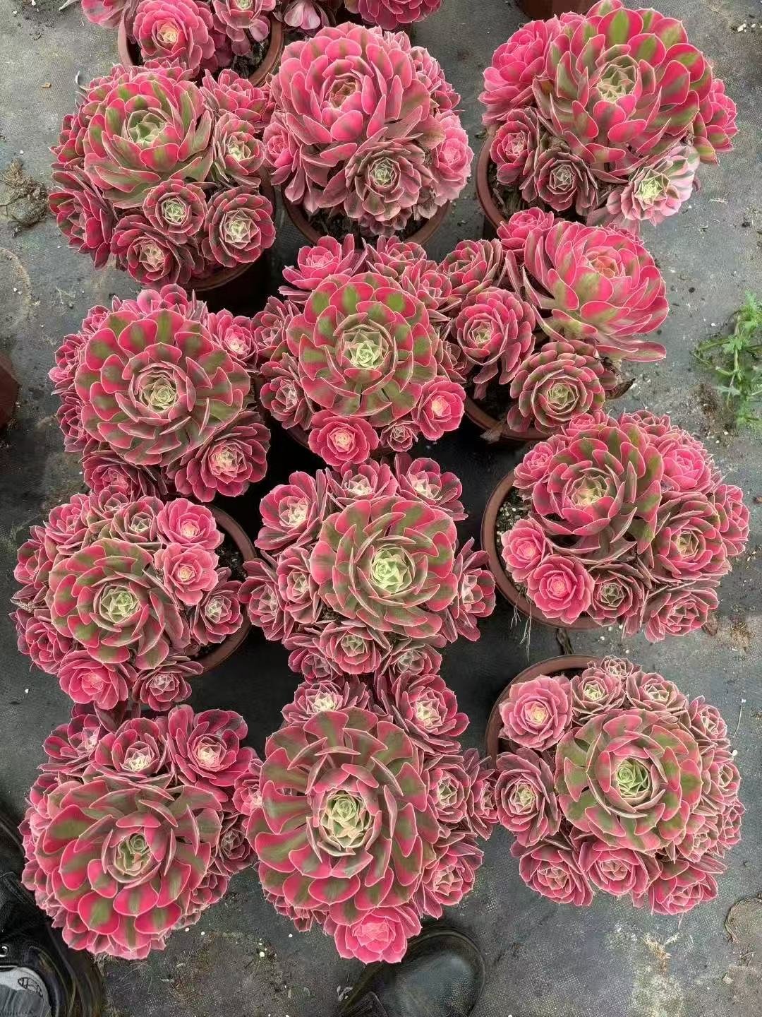 Aeonium "Pink Witch"