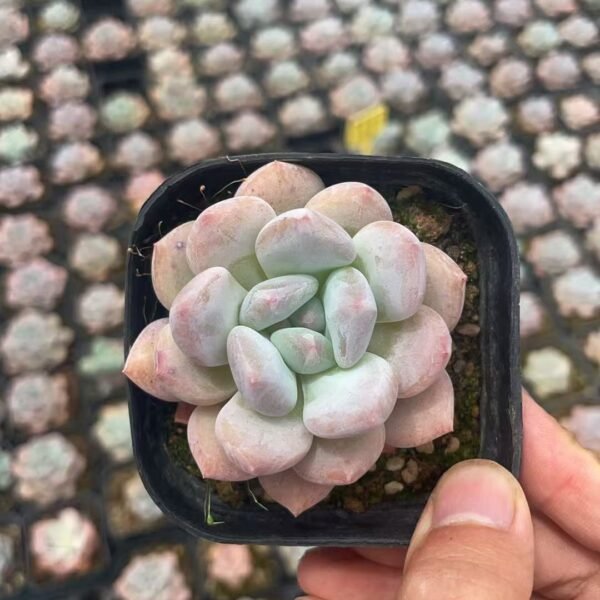 146. Echeveria ‘Bill Gates’