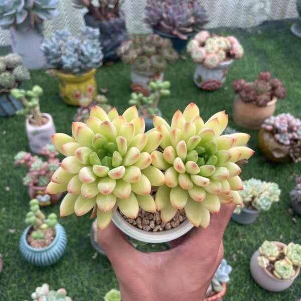 Echeveria ‘Star Trek’